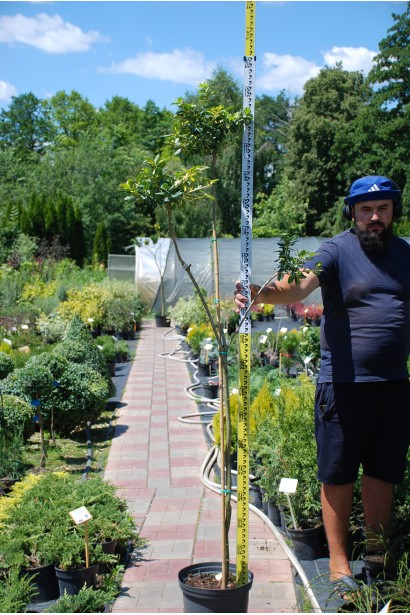 Бруслина форчуна Блонді / Інтерболві на штамбі | Бересклет форчуна Блонди / Интерболви на штамбе | Euonymus fortunei Blondy / Interbolwi on shtambe